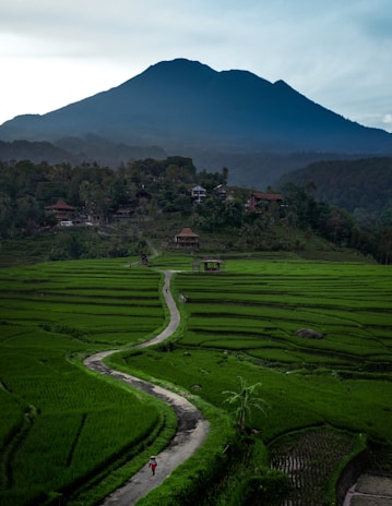 a lush green field with a dirt road going through it