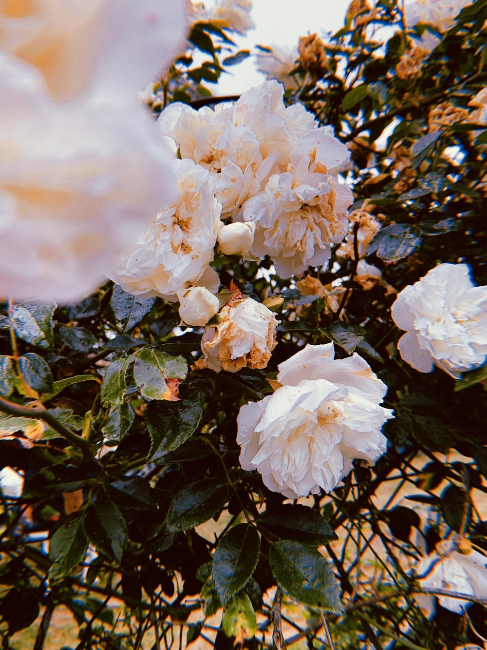 a bunch of white flowers that are on a tree