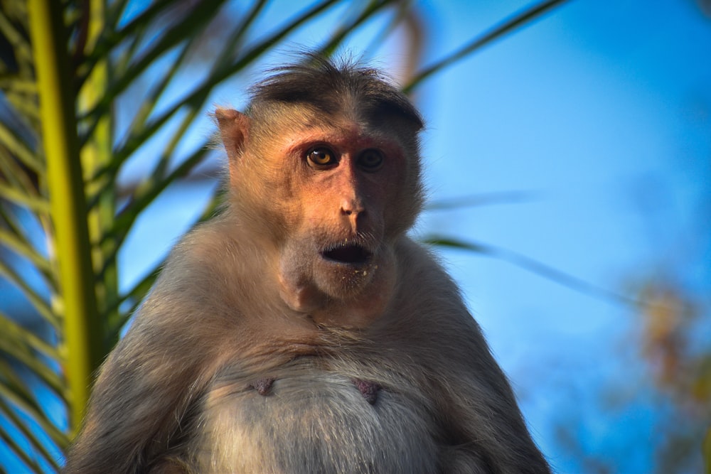 a monkey sitting on top of a palm tree