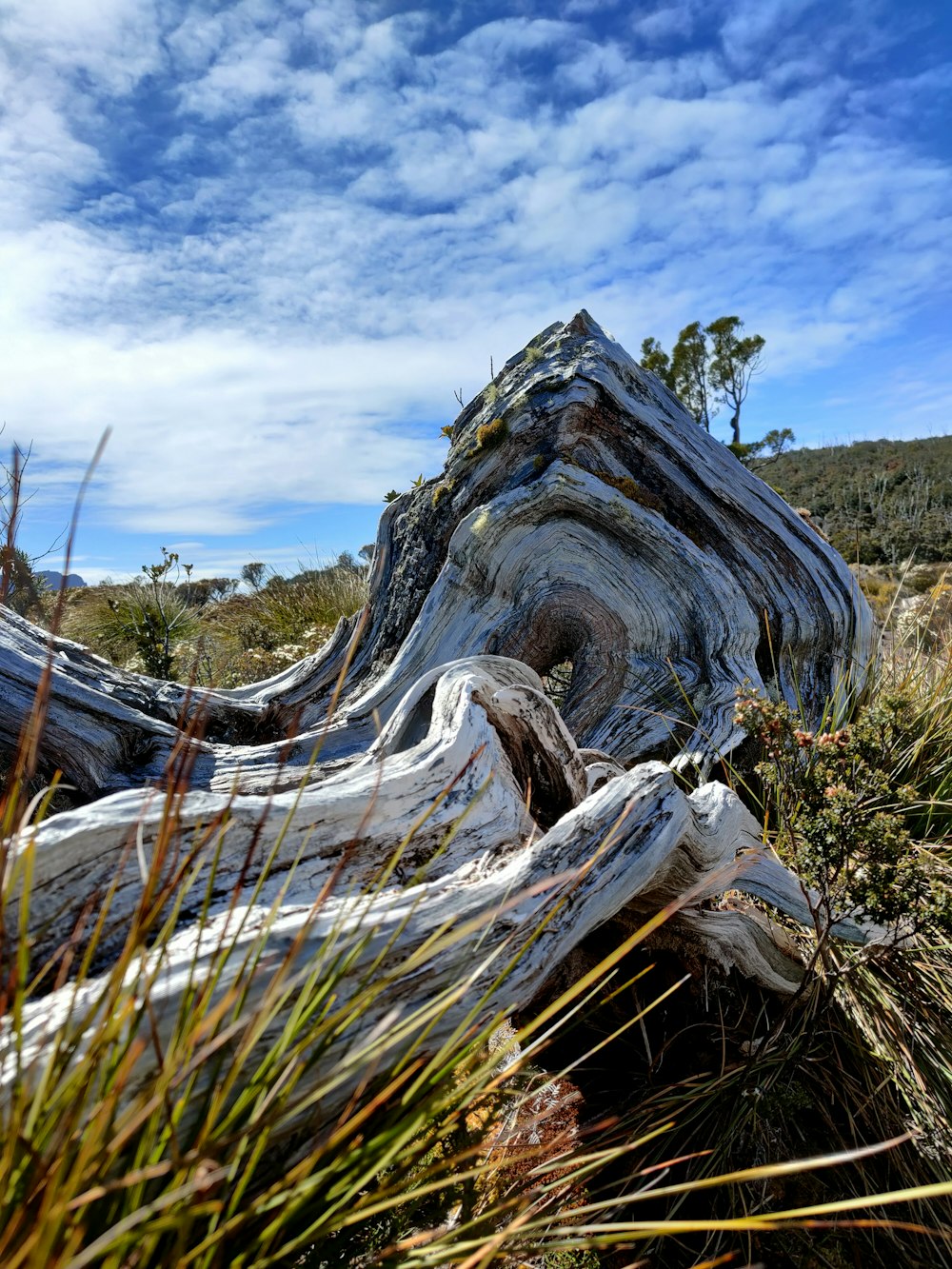 a tree stump in the middle of a field