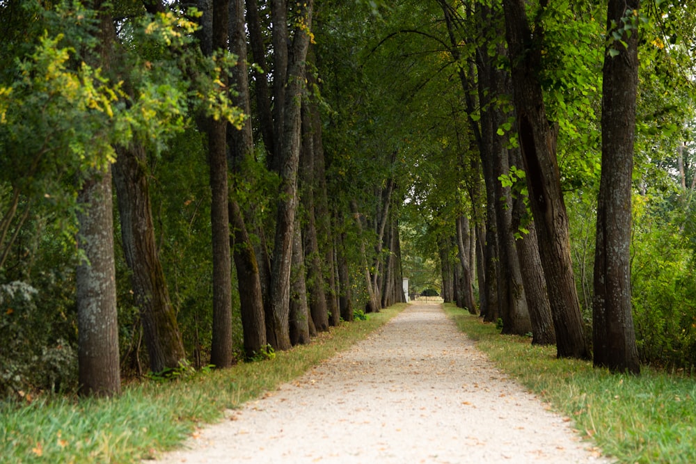 a dirt road surrounded by trees and grass