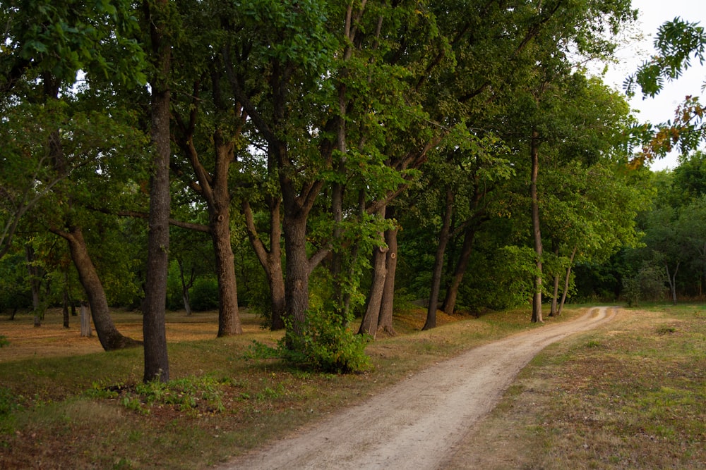 a dirt road surrounded by trees and grass