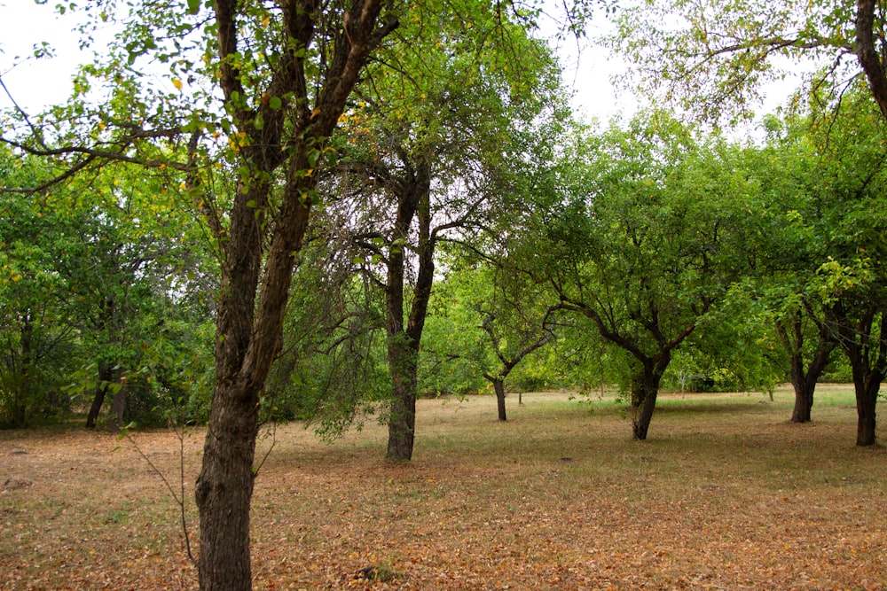 a group of trees that are in the grass