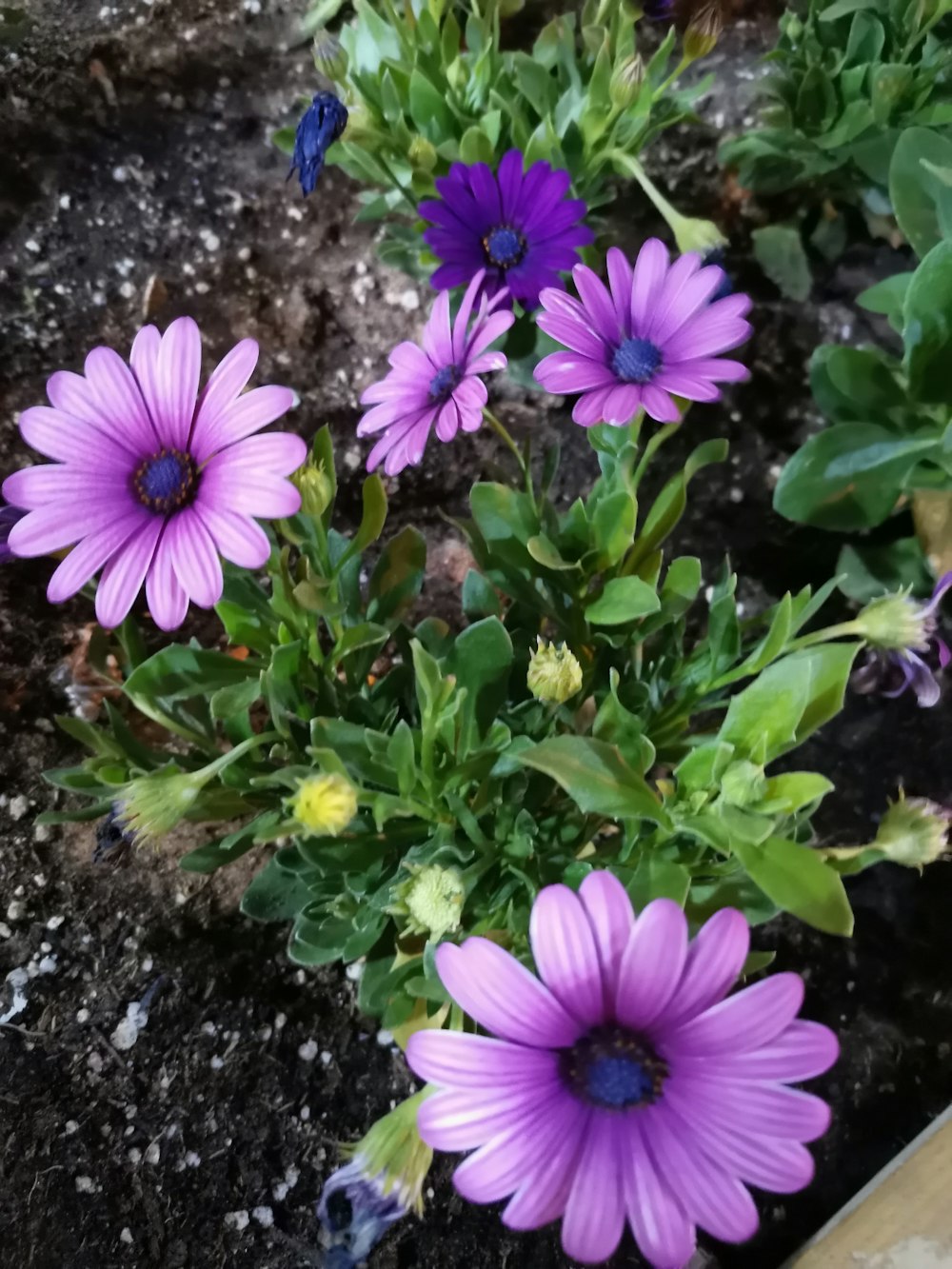 a group of purple flowers in a garden