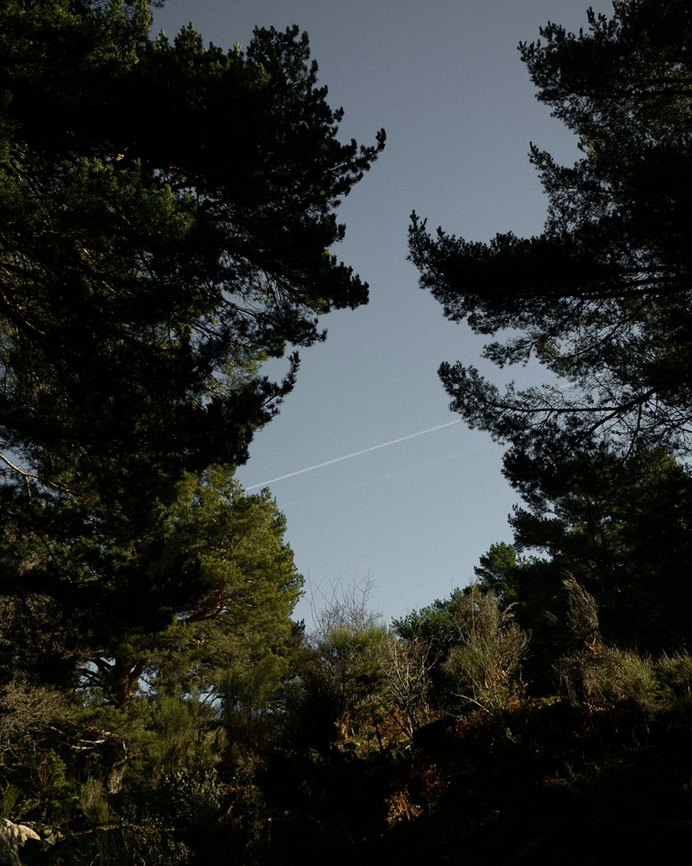 a kite flying through the air between two trees