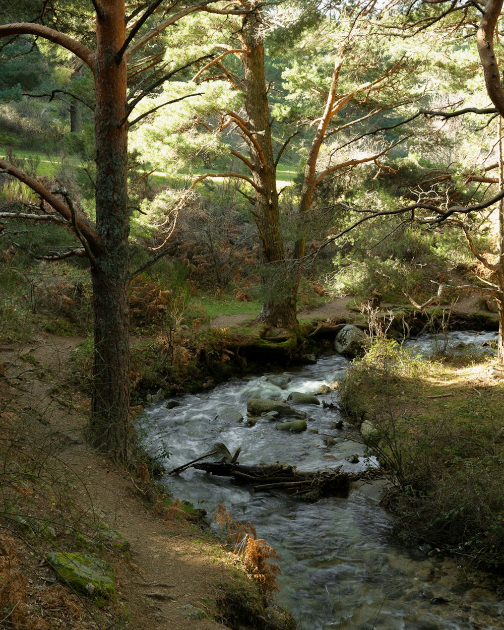 a stream running through a forest filled with trees