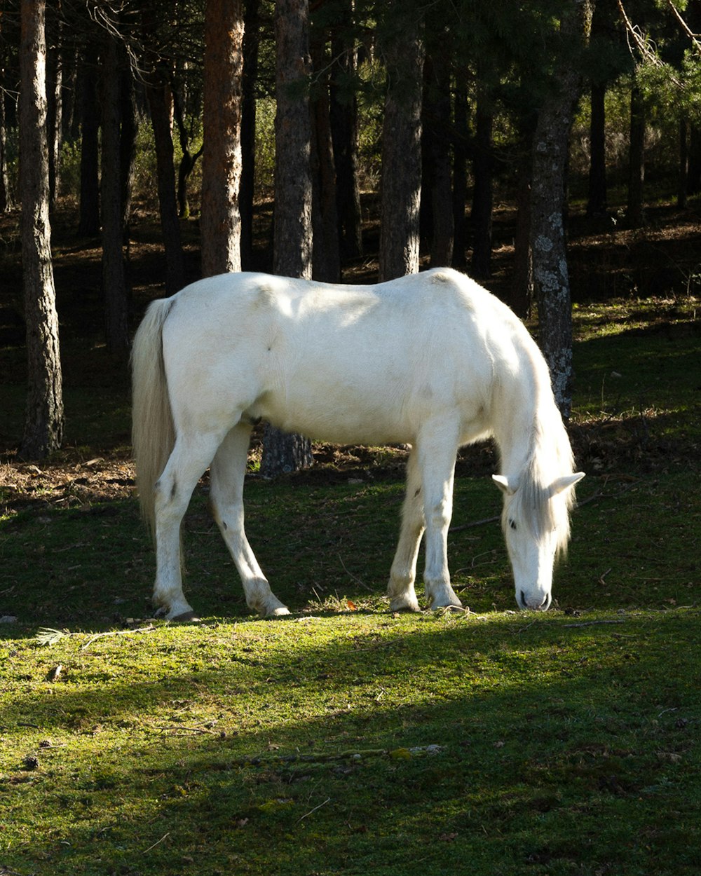 a white horse grazing in a grassy field