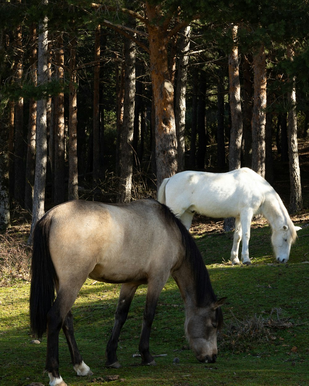 two horses are grazing in a grassy field