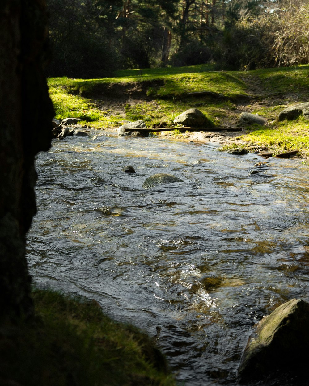 a stream running through a lush green forest