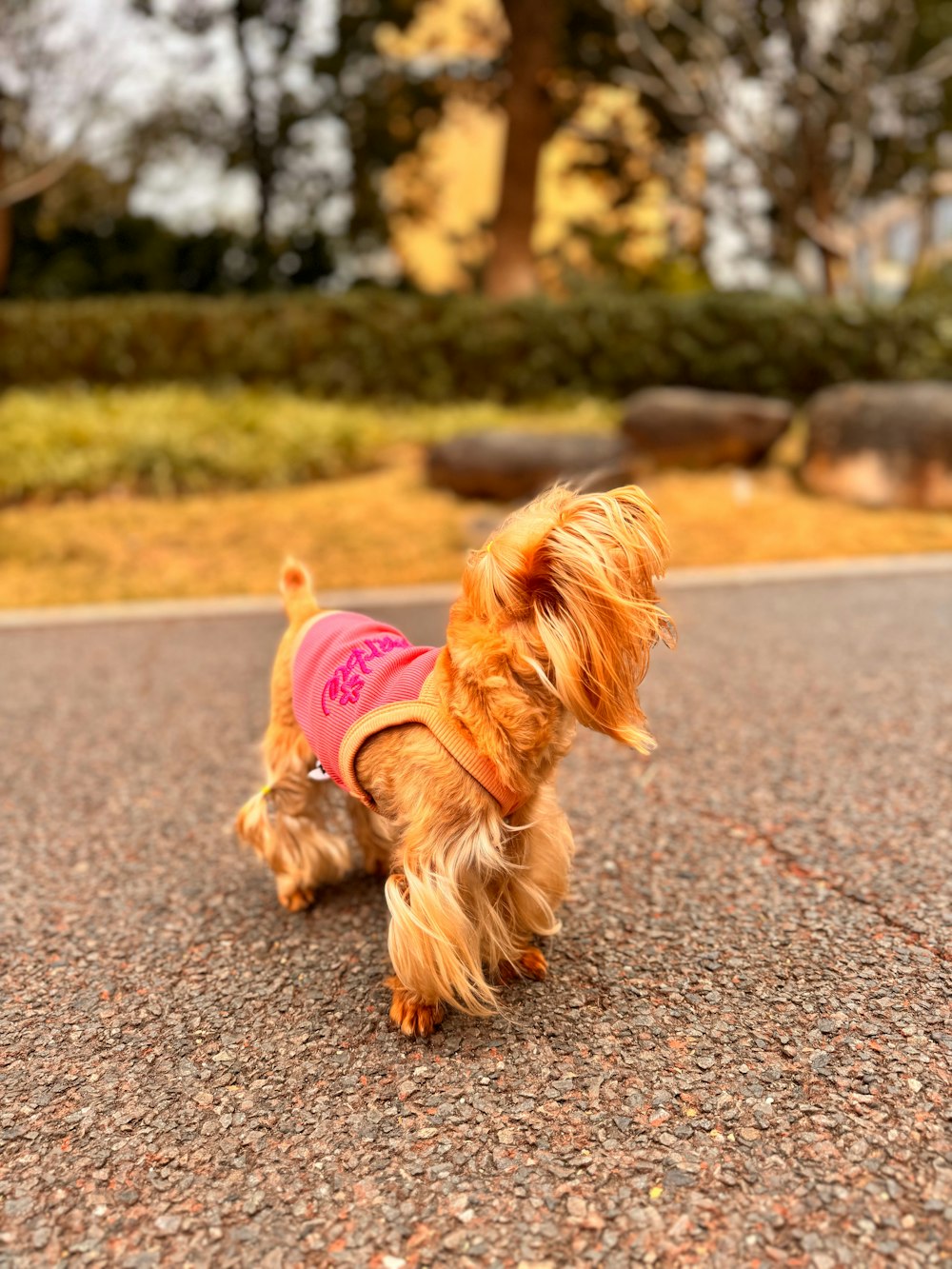 a small brown dog wearing a pink shirt