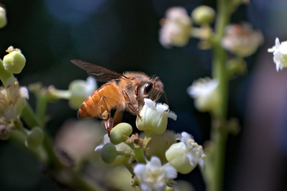 Eine Nahaufnahme einer Biene auf einer Blume