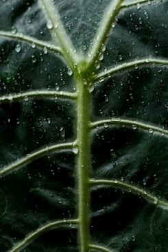 a green leaf with drops of water on it