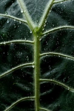 a green leaf with drops of water on it