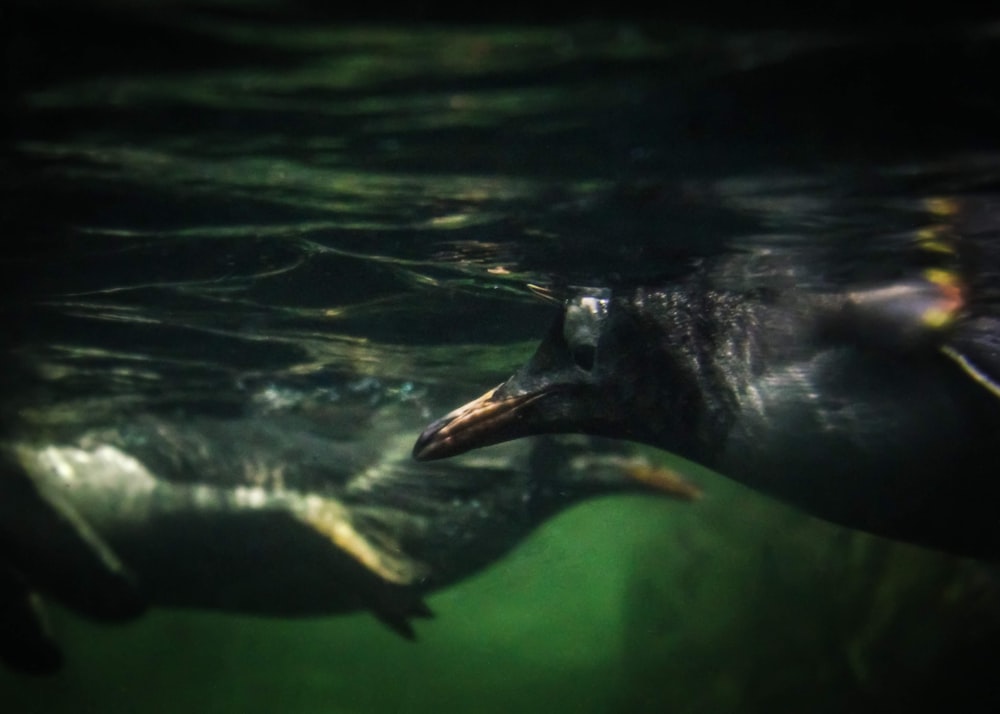 a close up of a penguin swimming in the water