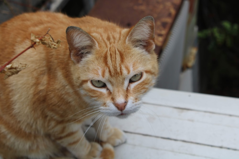 an orange cat sitting on top of a white bench