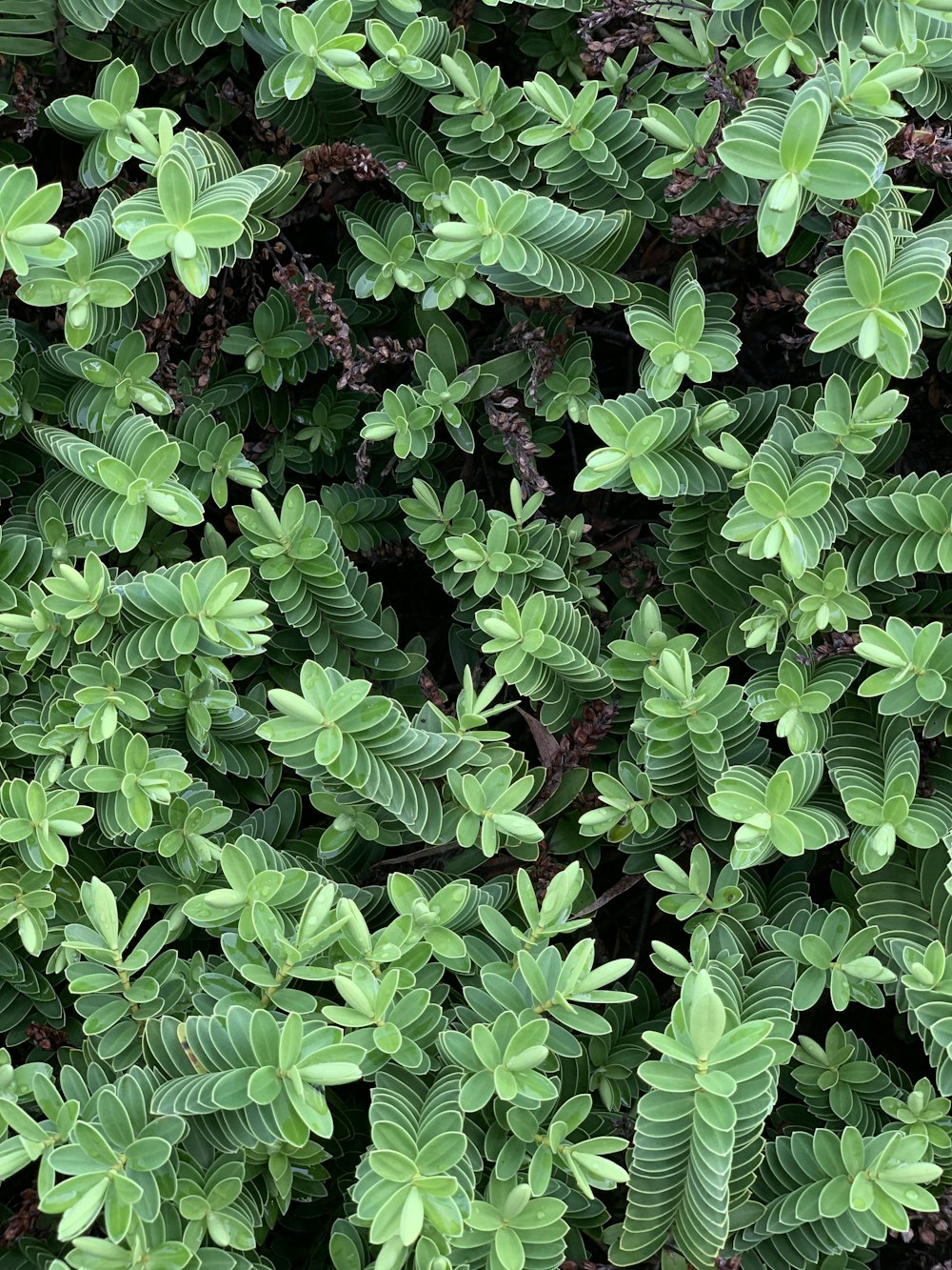 a close up of a plant with green leaves