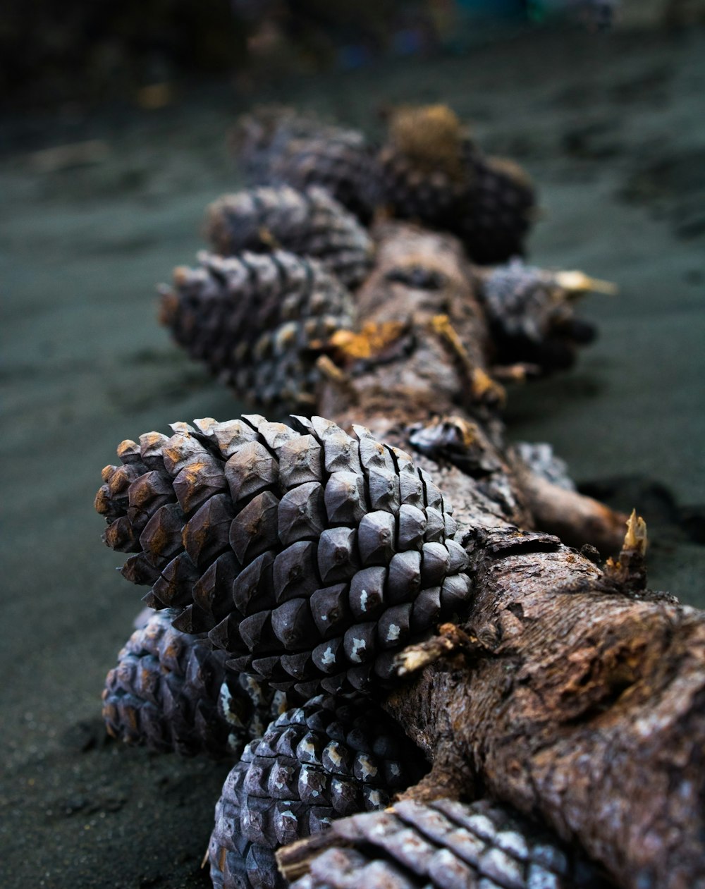 a group of pine cones laying on top of a beach