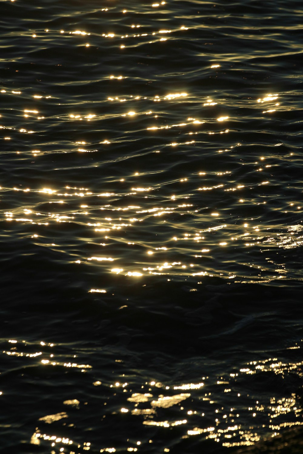 a bird flying over a body of water