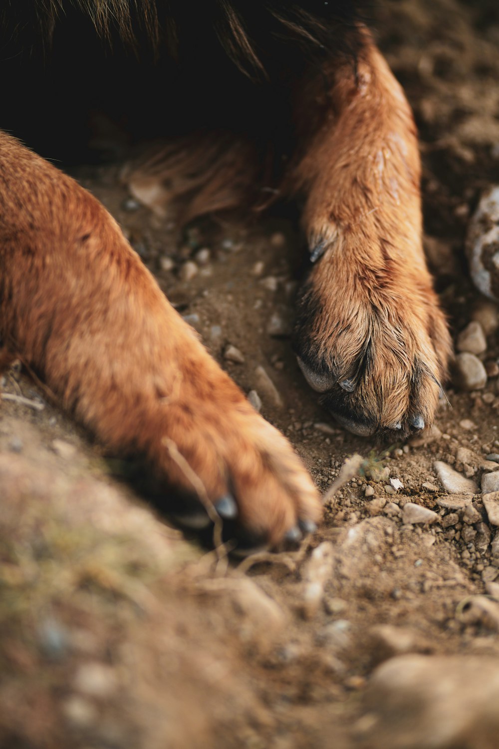 a close up of a dog's paws and paw