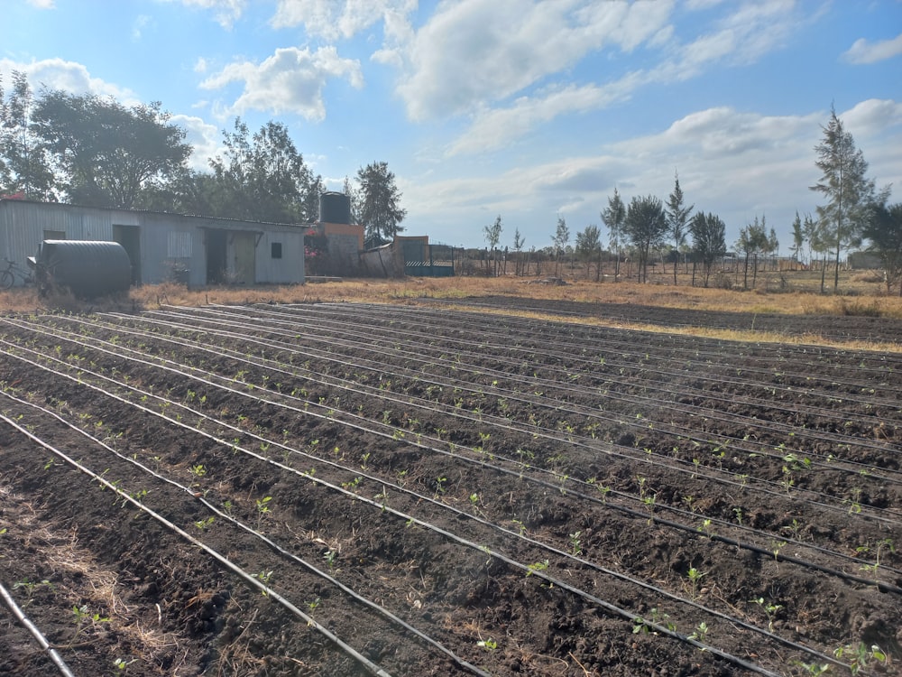 a farm with rows of plants growing in the dirt