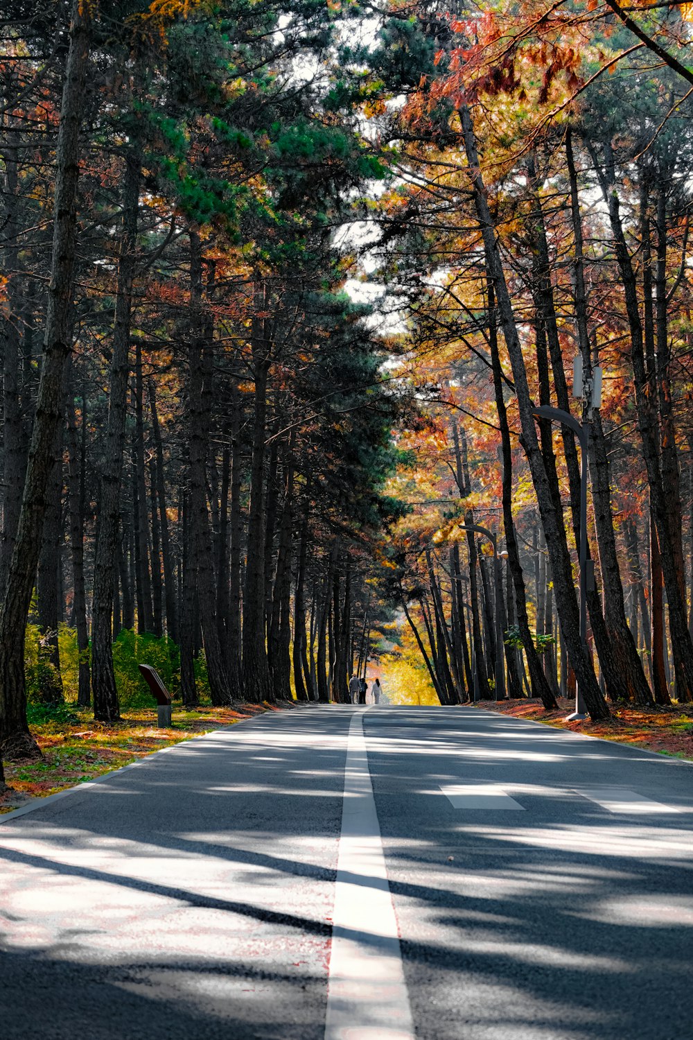 a person walking down a road in the middle of a forest