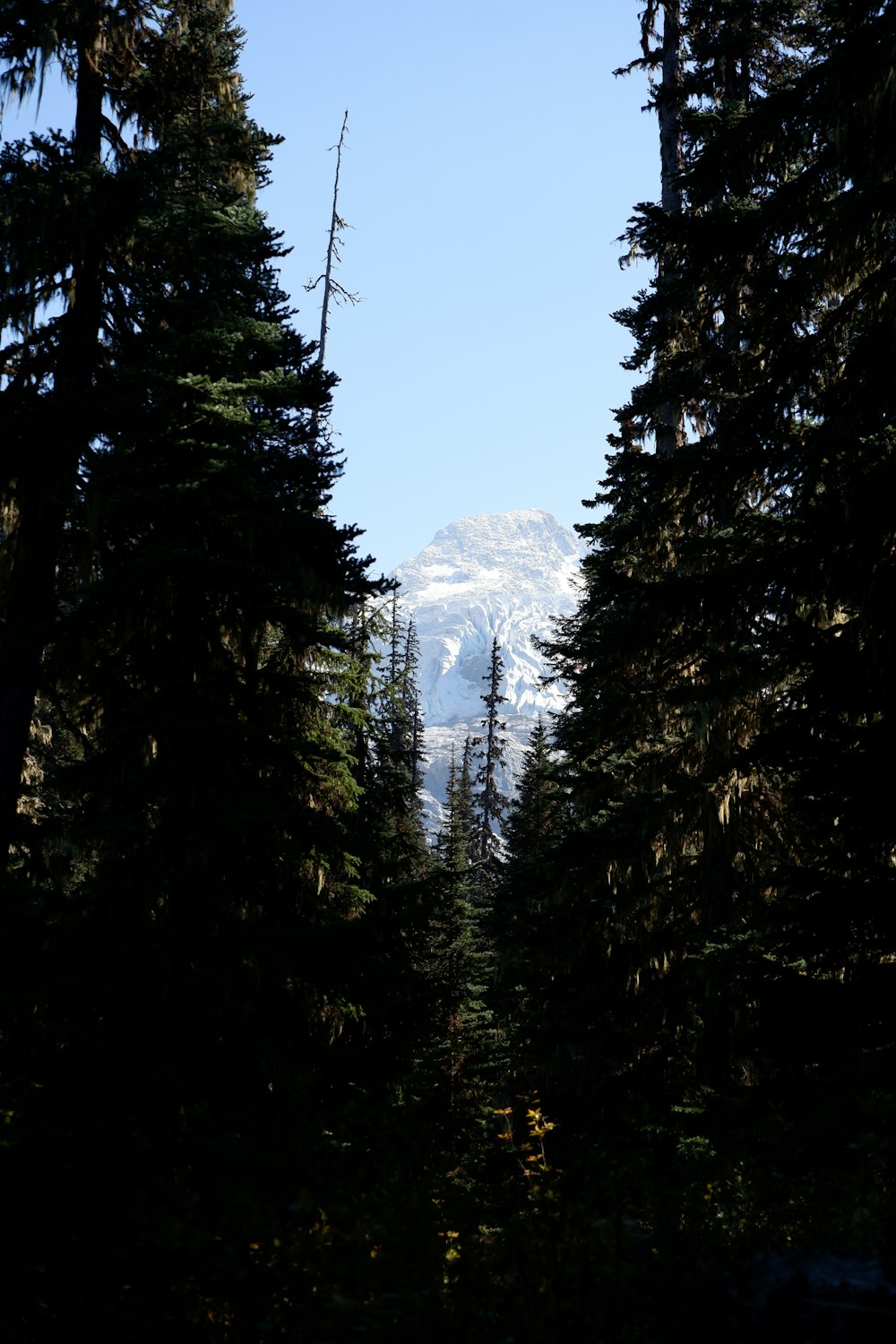 a view of a mountain through the trees