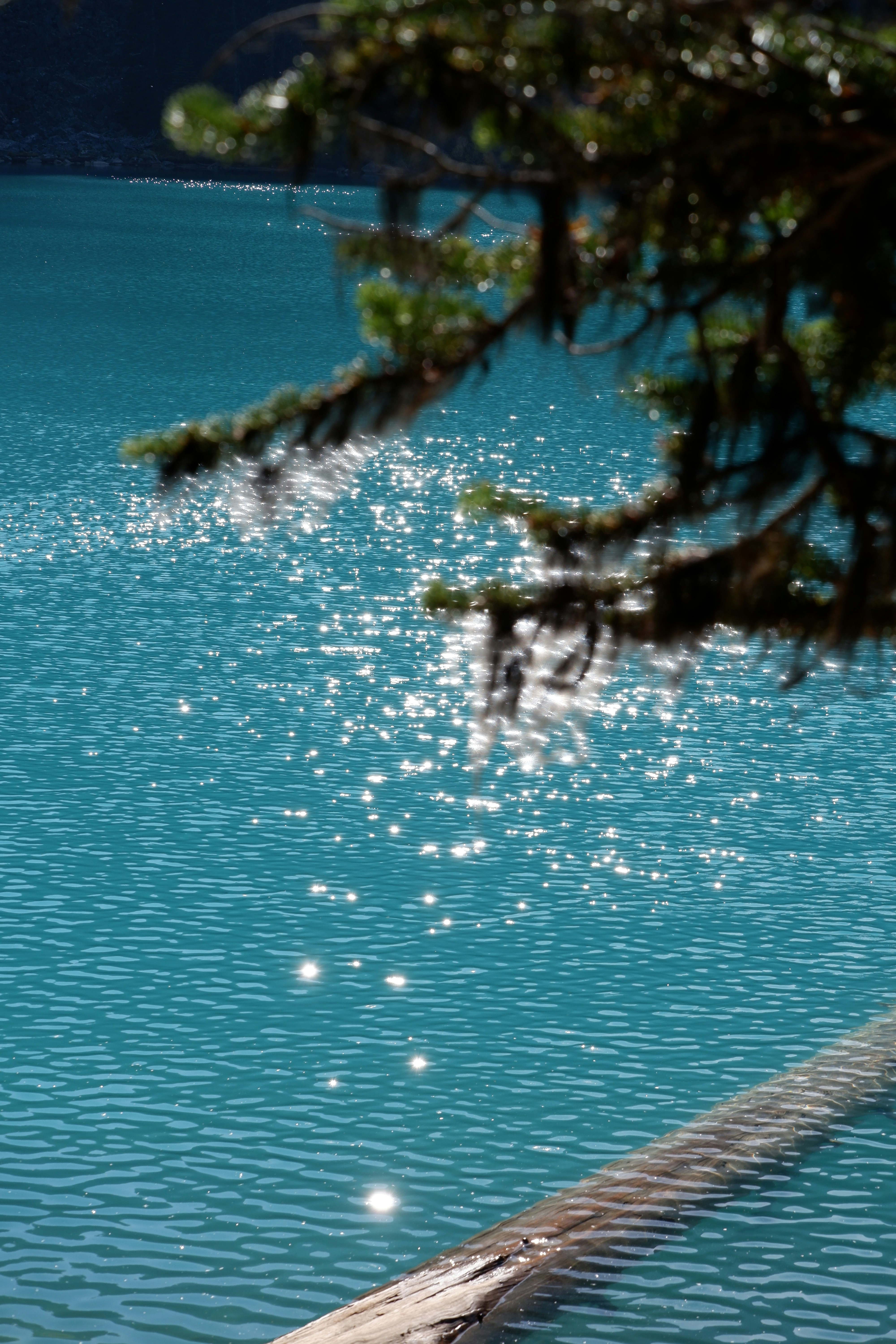 a bird is sitting on a log in the water