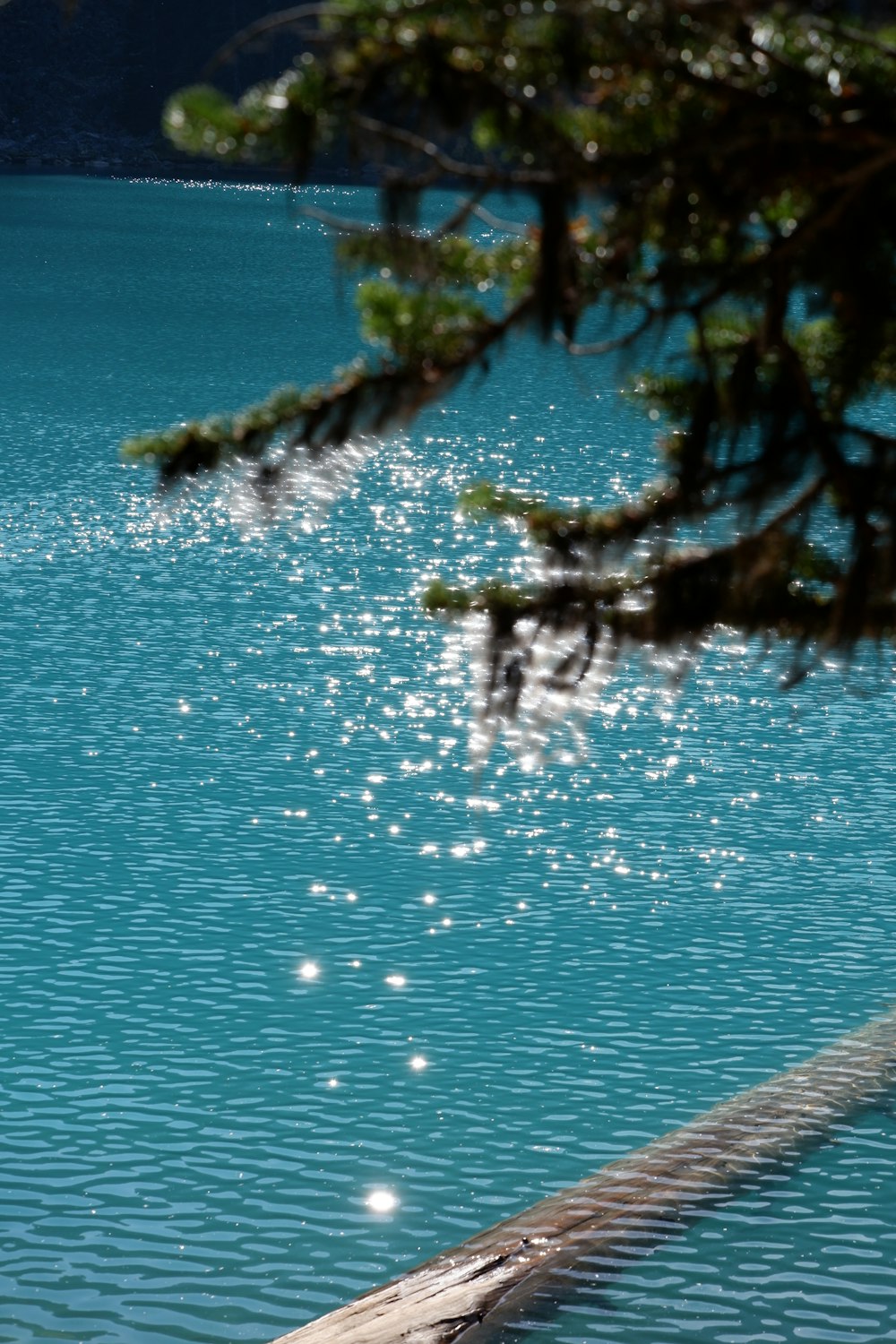 a bird is sitting on a log in the water