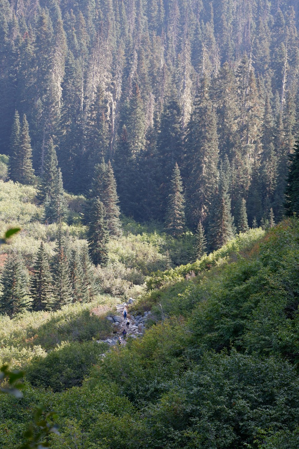 a forest filled with lots of tall trees