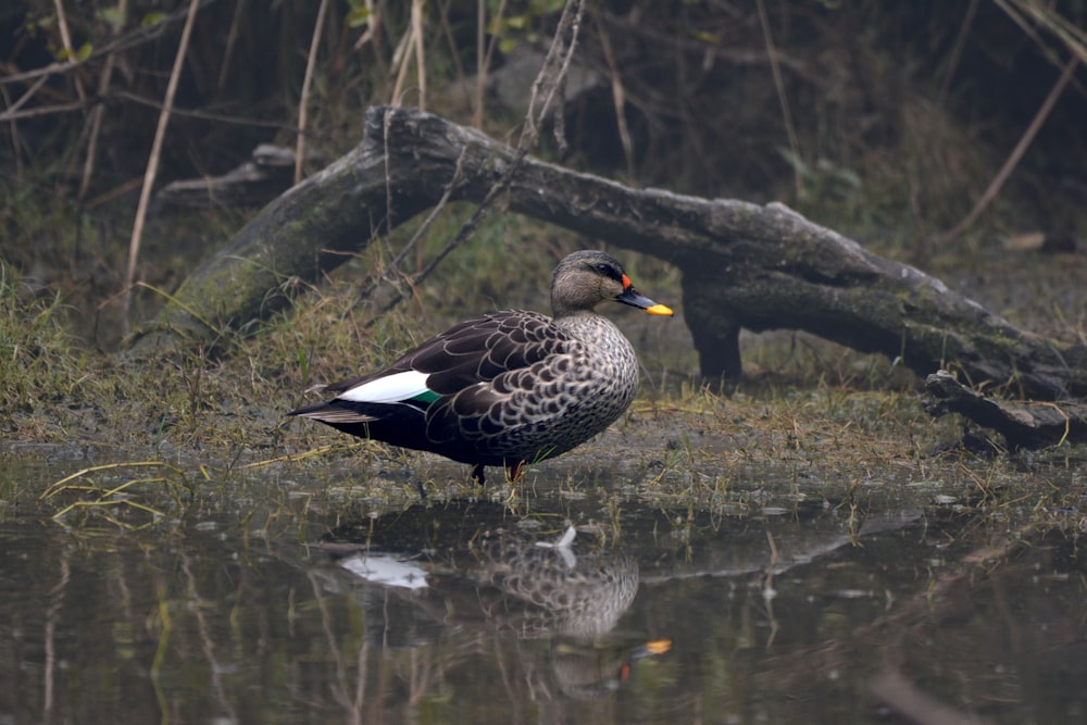 a duck standing in the water next to a fallen tree