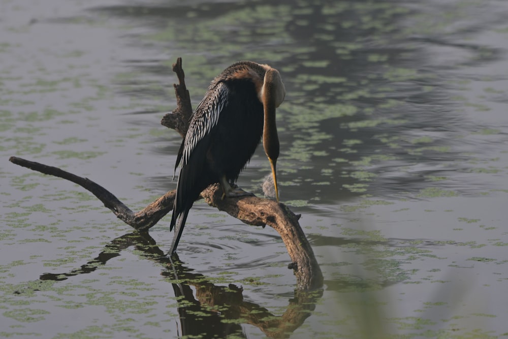 a bird sitting on a branch in the water