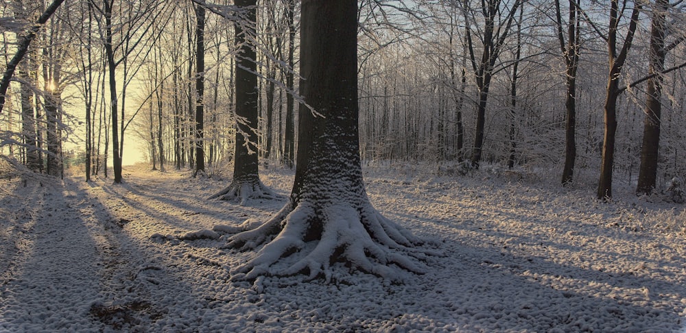 a snow covered forest with a large tree