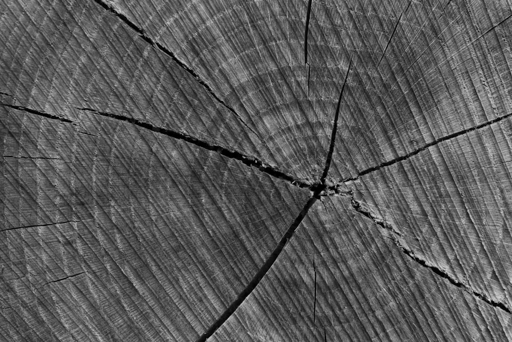 a close up view of a tree trunk