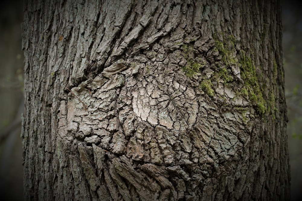 a close up of the bark of a tree