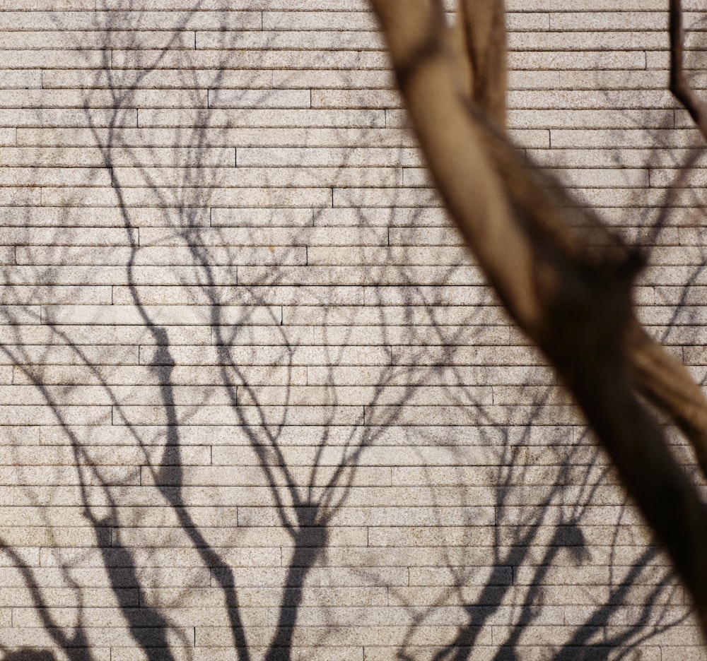 a tree casts a shadow on a brick wall