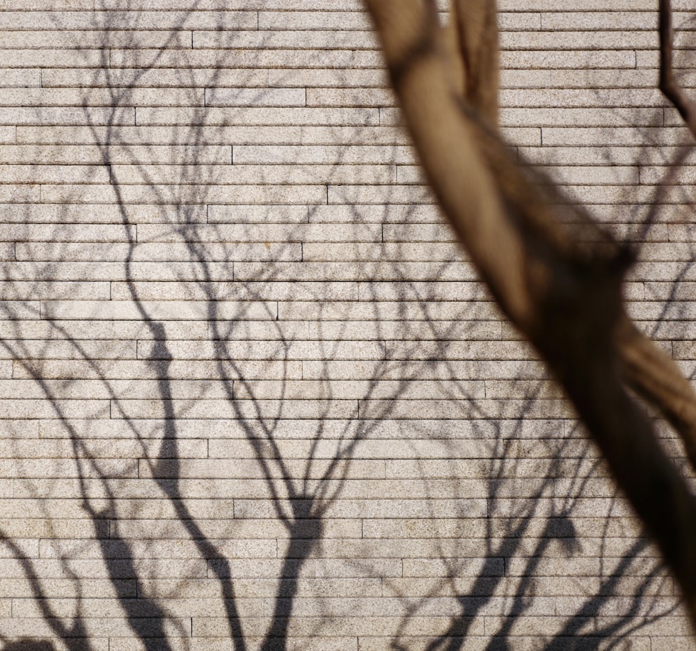 Un arbre projette une ombre sur un mur de briques