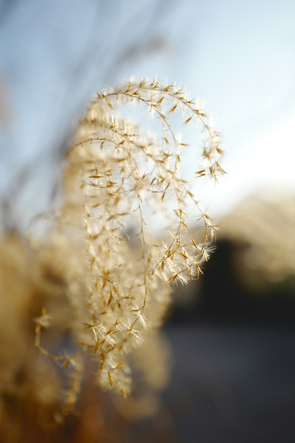 a close up of a plant with a sky in the background