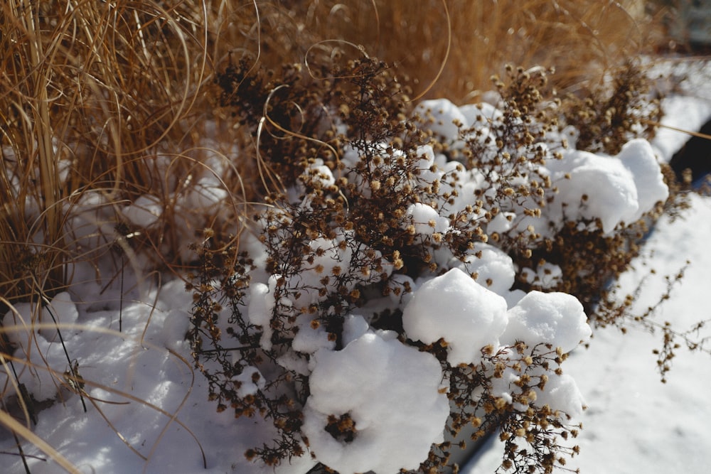 a bunch of plants that are covered in snow