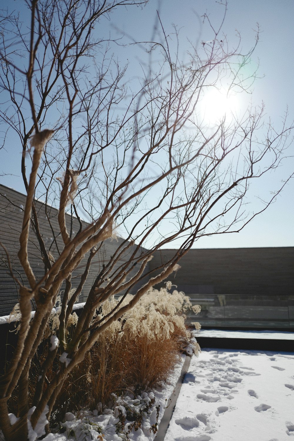 a tree with no leaves in the snow