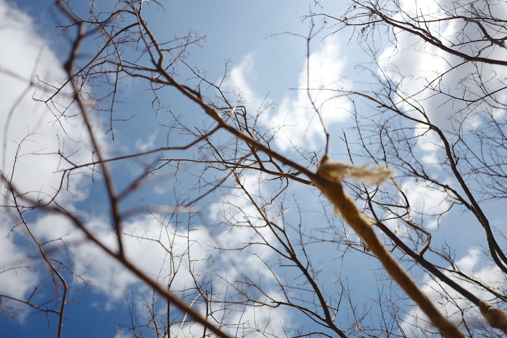 the branches of a tree against a blue sky with clouds