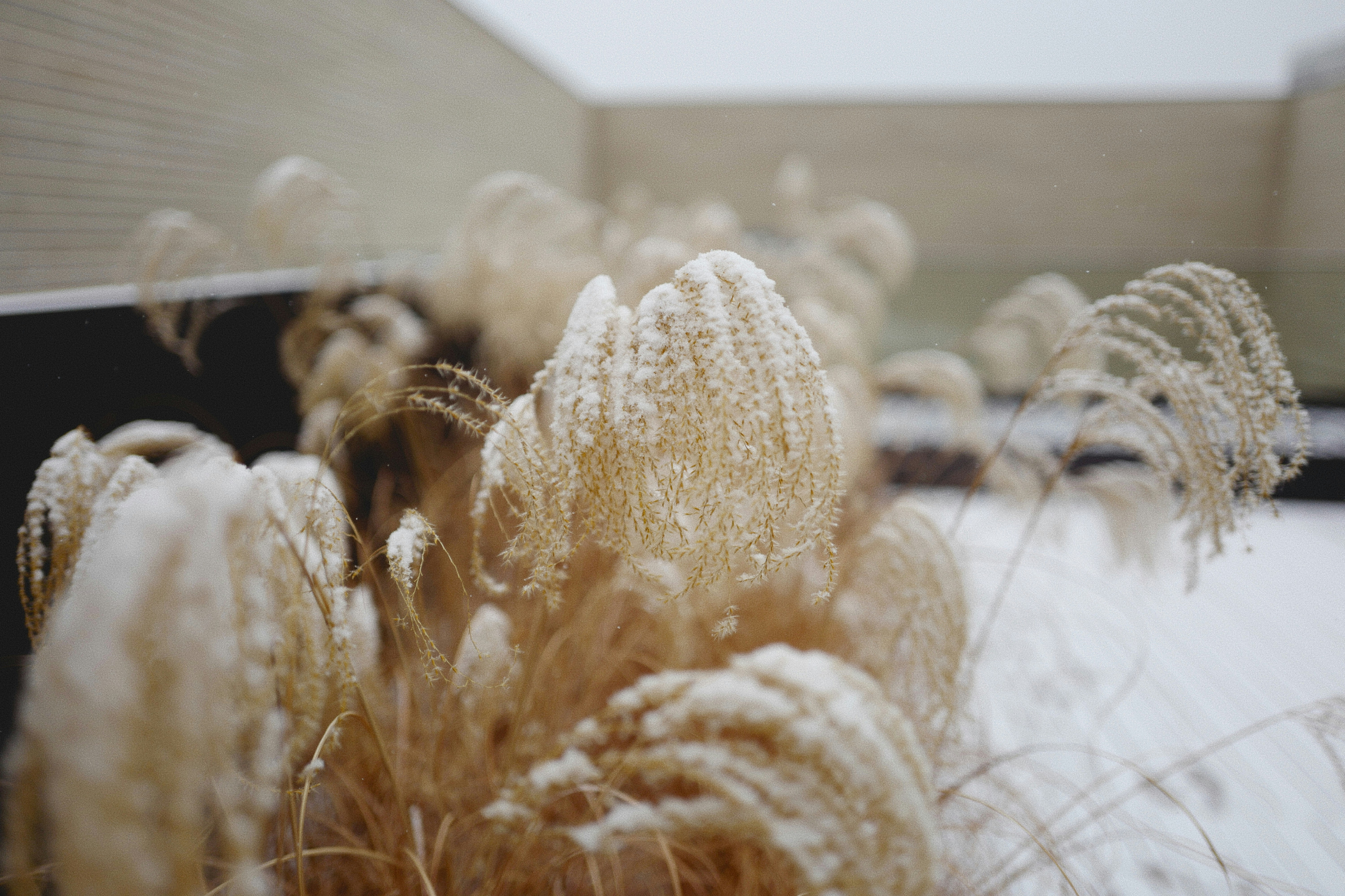 a close up of a plant with snow on it