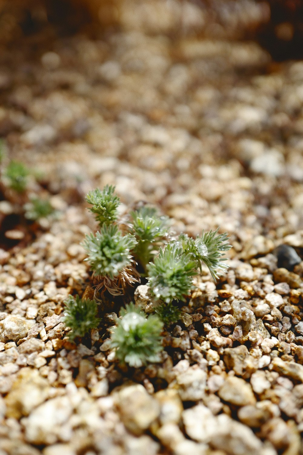 a close up of a small plant on a rocky surface