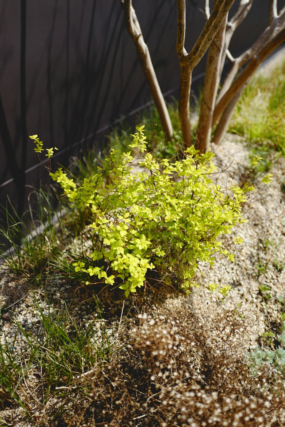 a small tree with green leaves in a garden