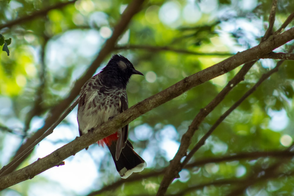 un pájaro sentado en la rama de un árbol