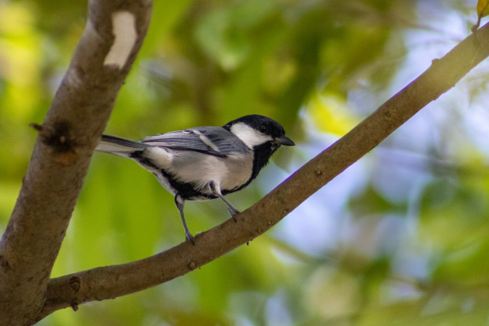 a small bird perched on a tree branch