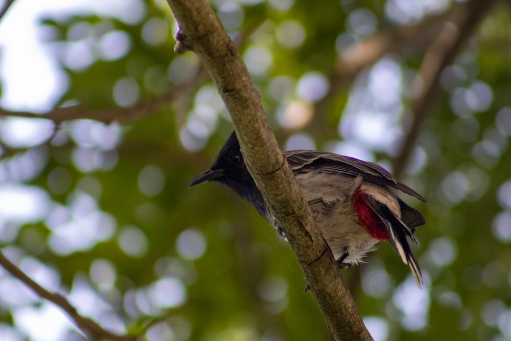 un pequeño pájaro posado en la rama de un árbol