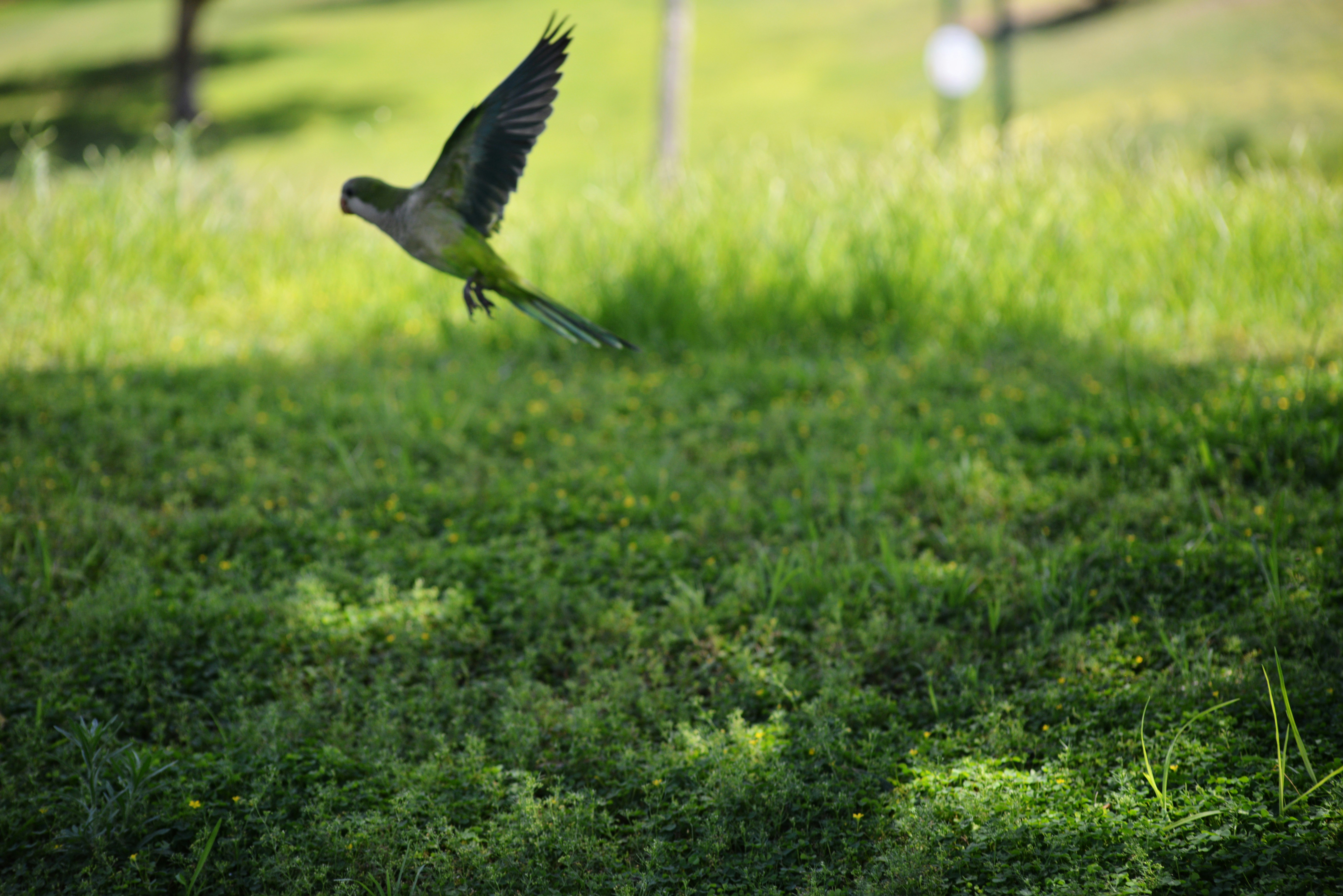10 Landscaping Tips That Support Backyard Bird Watching