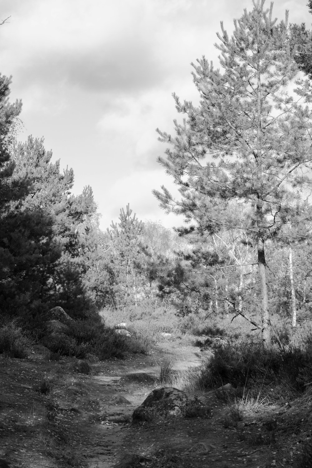 a black and white photo of a dirt path in the woods