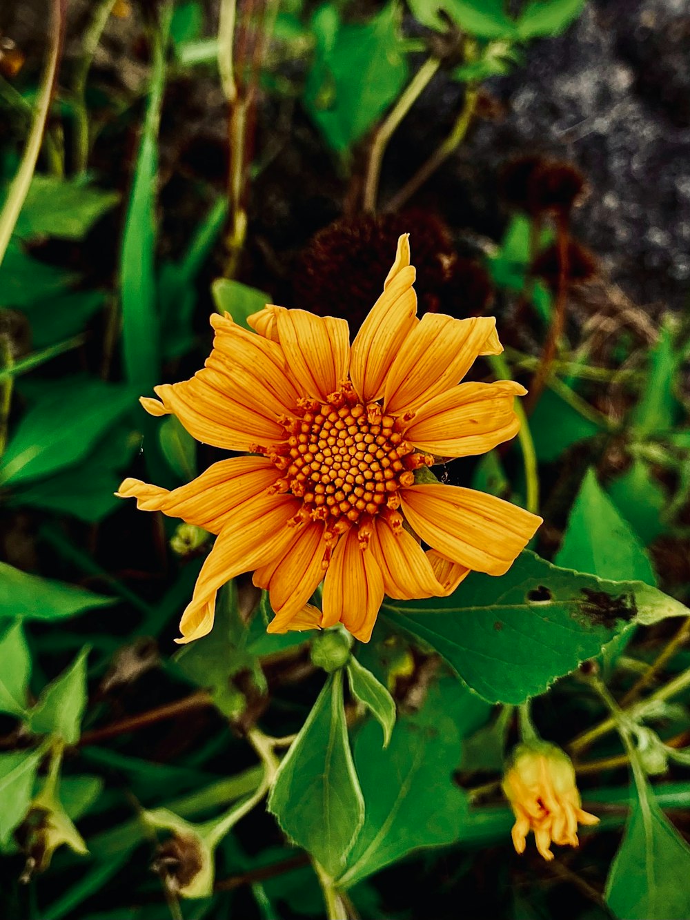 a close up of a yellow flower with green leaves