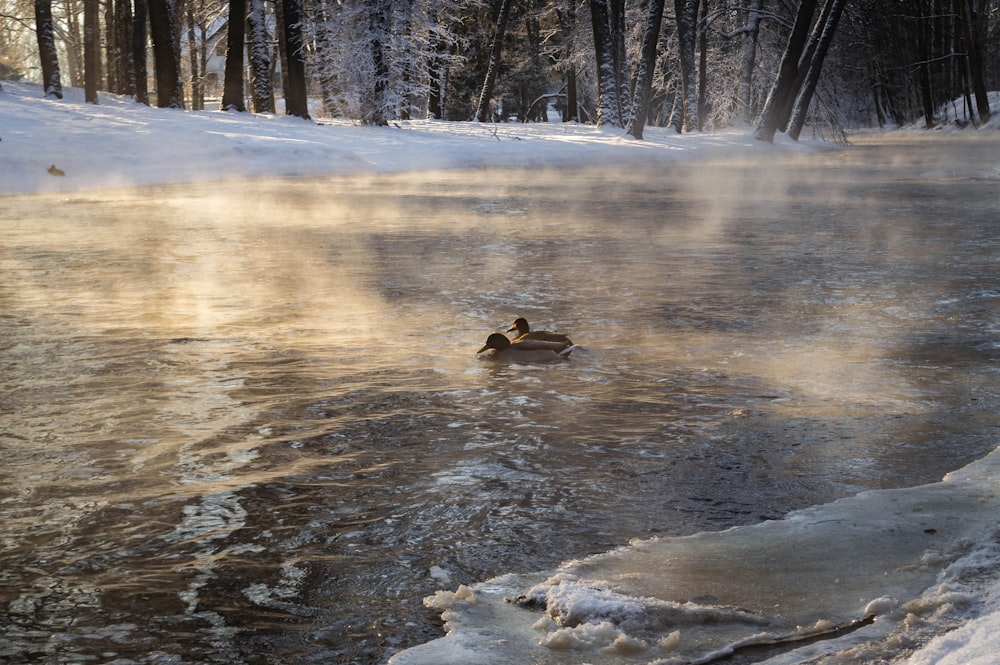 a couple of ducks floating on top of a river